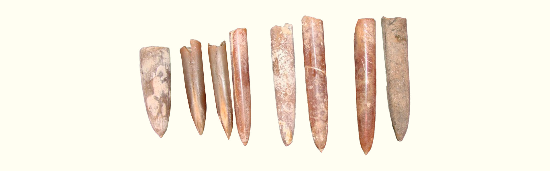 Belemnite