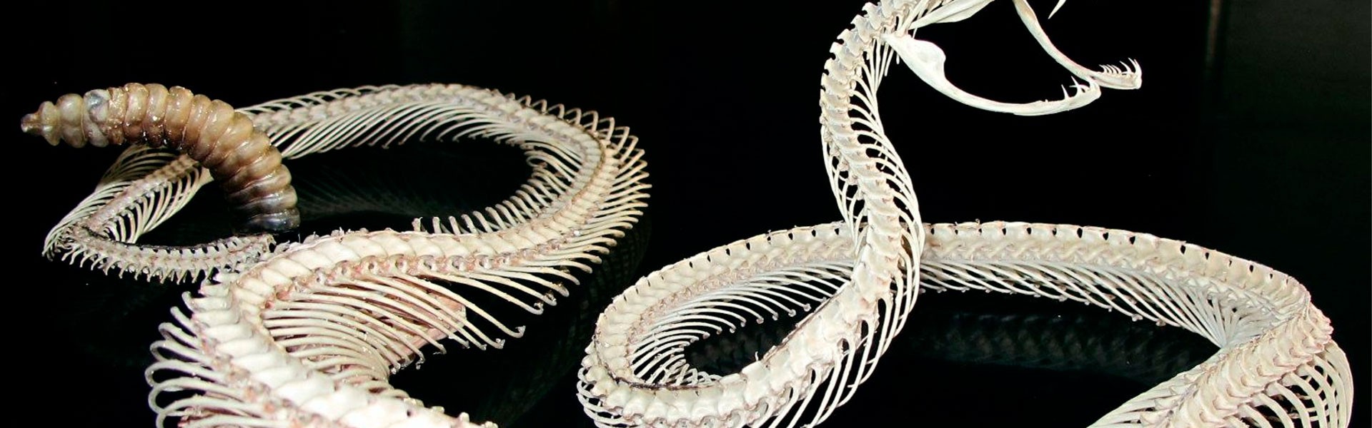 snake skeleton