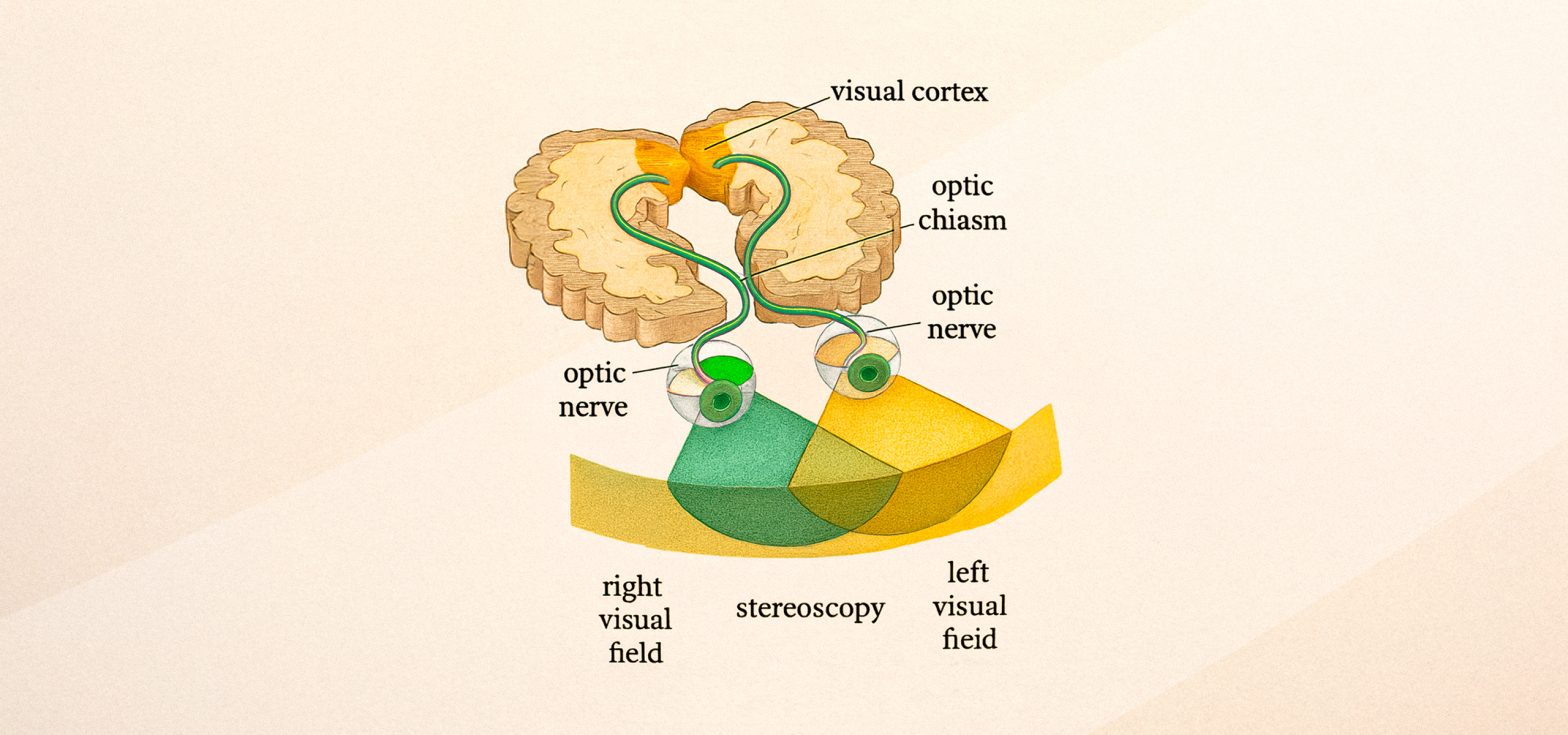 Where in the Brain Is Vision Processed