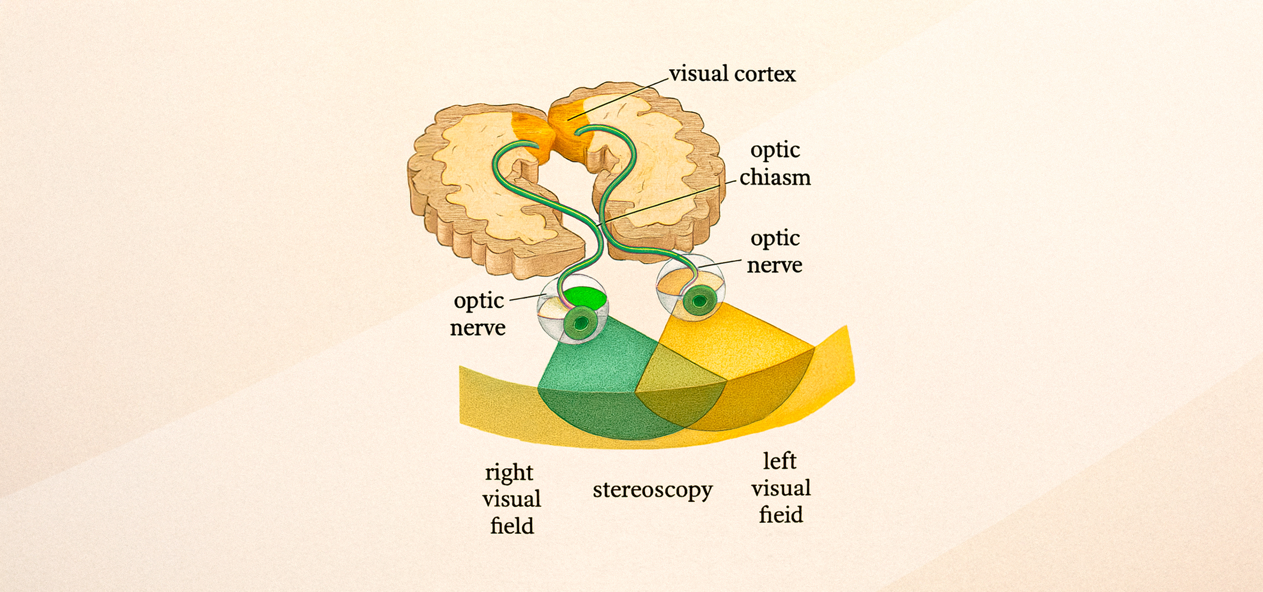 Where in the Brain Is Visual Information Processed
